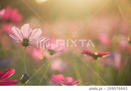 カジュアル 無造作 無頓着 109076665