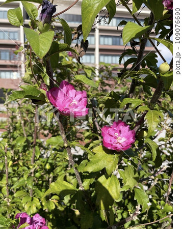 ピンク色のムクゲ 夏から秋にかけて咲く和の花 ピンク色のムクゲ 夏から秋にかけて咲く和の花 109076690