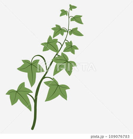 Floral ivy drawing decorative ornament flat design. 109076783