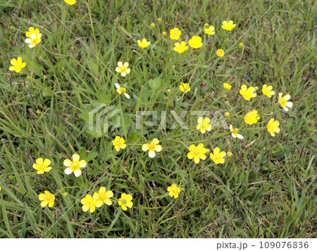 ヒゴタイ公園のキンポウゲ　熊本県阿蘇郡産山村田尻 109076836