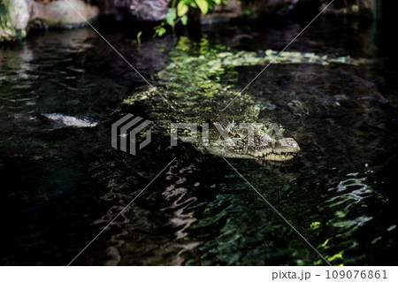 a big dangerous crocodile a big dangerous crocodile 109076861
