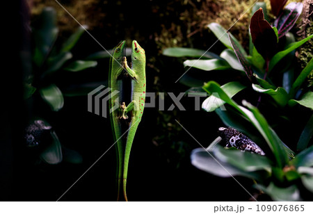 lizard in a terrarium. 109076865
