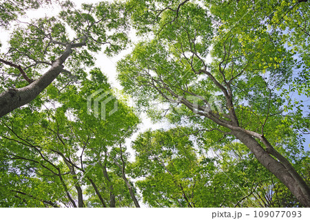 【初夏の背景素材】見上げる新緑 【初夏の背景素材】見上げる新緑 109077093