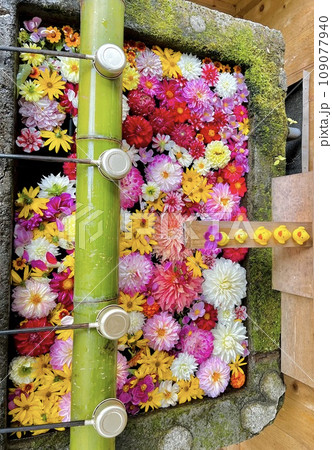 手水舎に美しい花手水がある草津温泉白根神社 手水舎に美しい花手水がある草津温泉白根神社 109077940