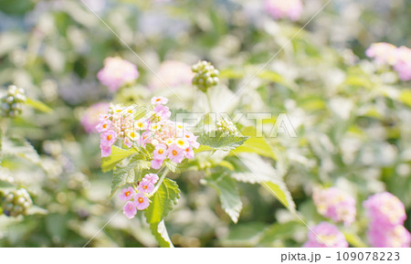 晴天の日に咲くランタナの花 オールドレンズ撮影 晴天の日に咲くランタナの花 オールドレンズ撮影 109078223