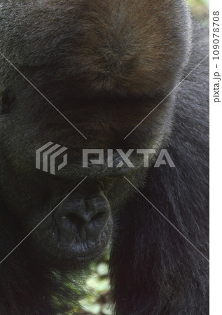 ゴリラ 109078708