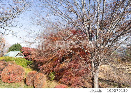 美の山の山頂で見れる紅葉(美の山公園) 美の山の山頂で見れる紅葉(美の山公園) 109079139