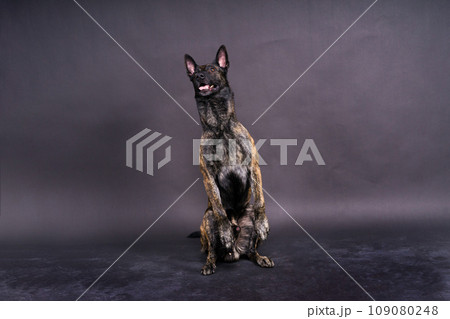 Portrait of an holland shepherd in a studio, black red yellow background 109080248