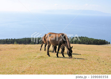 御崎馬　国の天然記念物 109080358