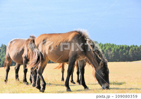 御崎馬 国の天然記念物 御崎馬 国の天然記念物 109080359
