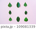 green leaves square frame banner top view on pink 109081339