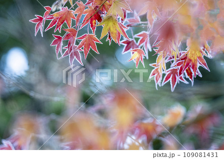 霜のついた紅葉 霜のついた紅葉 109081431
