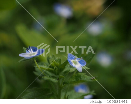 二輪のオオイヌフグリの花のクローズアップ(星の瞳の青い花) 二輪のオオイヌフグリの花のクローズアップ(星の瞳の青い花) 109081441