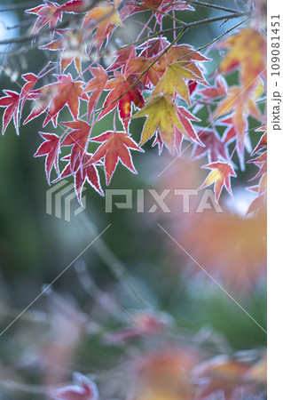 霜のついた紅葉 109081451