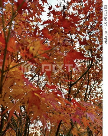 真っ赤な紅葉 真っ赤な紅葉 109081588