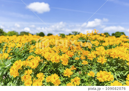 青空とマリーゴールド　宮城県仙台市 109082076