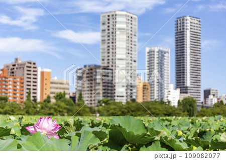 蓮の花とマンション　東京都台東区 109082077