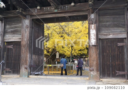 岡山県 久米南町指定天然記念物:誕生寺の大イチョウ 岡山県 久米南町指定天然記念物:誕生寺の大イチョウ 109082110