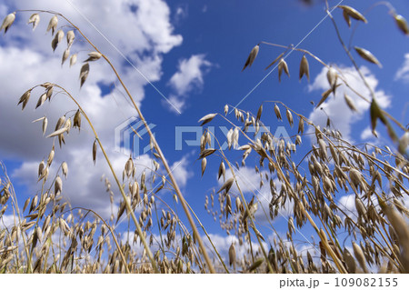 sunny weather in the field with a harvest of oats 109082155