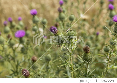 thistle bushes growing at the edge of a field with cereals 109082224