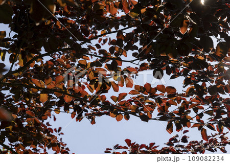 red hornbeam foliage in windy weather in spring park red hornbeam foliage in windy weather in spring park 109082234