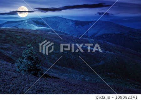 spruce tree on a hillside in high mountains at night. wonderful nature scenery in full moon light spruce tree on a hillside in high mountains at night. wonderful nature scenery in full moon light 109082341