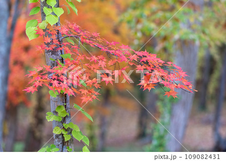 秋の大沼国定公園湖畔は色とりどり 秋の大沼国定公園湖畔は色とりどり 109082431