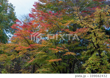 秋の大沼国定公園湖畔は色とりどり 109082432