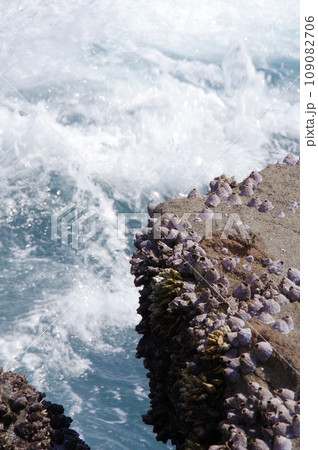 海の汀の岩に付いているフジツボ 海の汀の岩に付いているフジツボ 109082706