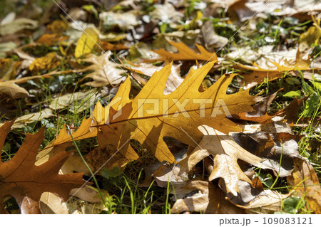 colored oak tree foliage in the autumn season 109083121