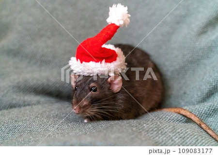 Rat Santa hat. Symbol of the Chinese New Year. Funny black rat Dumbo in a red santa checker on a green background. Rat Santa hat. Symbol of the Chinese New Year. Funny black rat Dumbo in a red santa checker on a green background. 109083177
