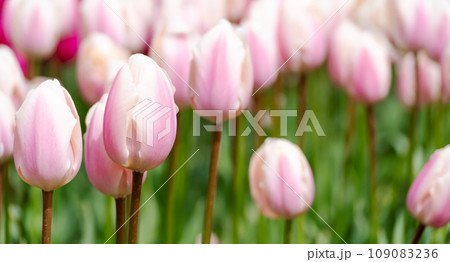 Tulip field. Pink tulips with white stripe close-up. Growing flowers in spring. 109083236