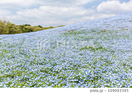 春の国営ひたち海浜公園　満開のネモフィラ　茨城県ひたちなか市 109083385