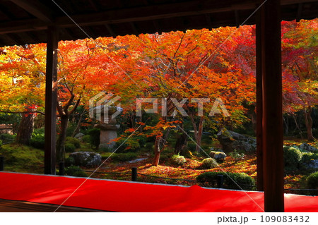 【京都府】圓光寺の額縁庭園の紅葉（十牛之庭） 109083432