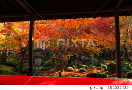 【京都府】圓光寺の額縁庭園の紅葉（十牛之庭） 109083436