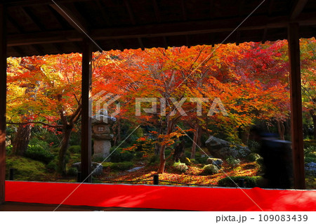 【京都府】圓光寺の額縁庭園の紅葉(十牛之庭) 【京都府】圓光寺の額縁庭園の紅葉(十牛之庭) 109083439
