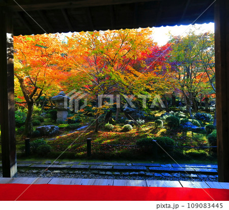【京都府】圓光寺の額縁庭園の紅葉（十牛之庭） 109083445