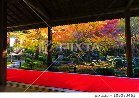 【京都府】圓光寺の額縁庭園の紅葉(十牛之庭) 【京都府】圓光寺の額縁庭園の紅葉(十牛之庭) 109083463