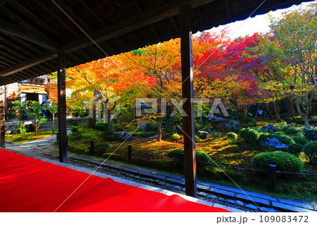 【京都府】圓光寺の額縁庭園の紅葉（十牛之庭） 109083472