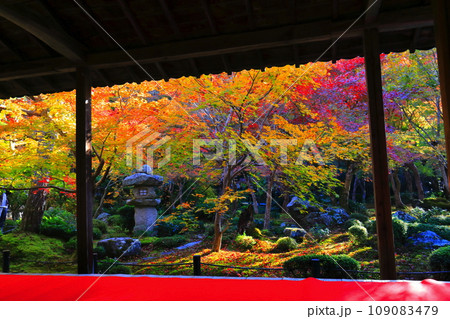 【京都府】圓光寺の額縁庭園の紅葉(十牛之庭) 【京都府】圓光寺の額縁庭園の紅葉(十牛之庭) 109083479