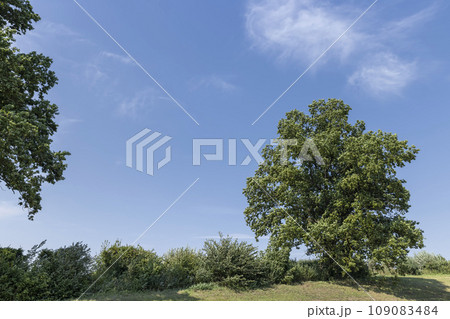 a lonely maple growing on a hill in summer 109083484