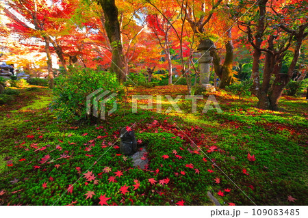 【京都府】晴天の圓光寺の紅葉 【京都府】晴天の圓光寺の紅葉 109083485