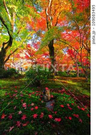 【京都府】晴天の圓光寺の紅葉 【京都府】晴天の圓光寺の紅葉 109083495