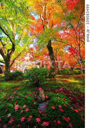 【京都府】晴天の圓光寺の紅葉 【京都府】晴天の圓光寺の紅葉 109083499