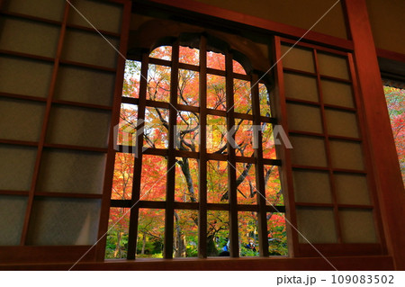 【京都府】圓光寺の額縁庭園の紅葉（十牛之庭） 109083502
