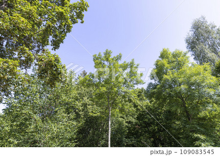 Trees in a mixed forest in summer Trees in a mixed forest in summer 109083545