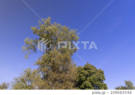 linden tree in the autumn season with foliage changing color 109083548