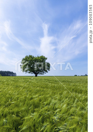one oak with green foliage in the summer field one oak with green foliage in the summer field 109083565