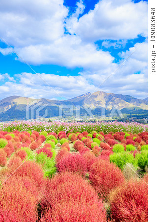 コキアとコスモス畑と阿蘇山　熊本県阿蘇郡 109083648