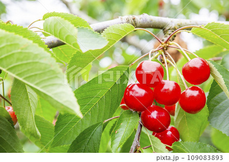 赤く実ったさくらんぼ（佐藤錦）　さくらんぼ狩り　山形県東根市 109083893